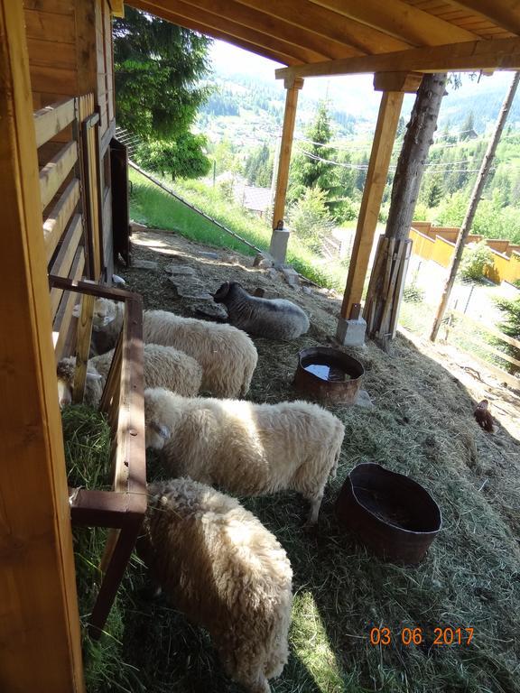 Alpenhof Pansion Hotel Slavske Eksteriør billede